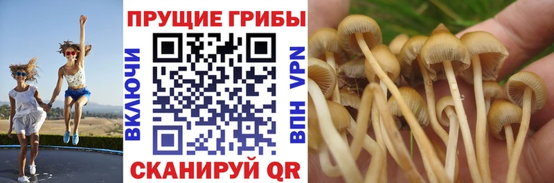 Галлюциногенные грибы прущие грибы  kraken маркетплейс  Протвино  купить наркотик 